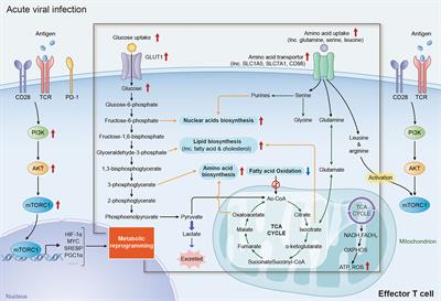 The Role of Metabolic Dysfunction in T-Cell Exhaustion During Chronic Viral Infection